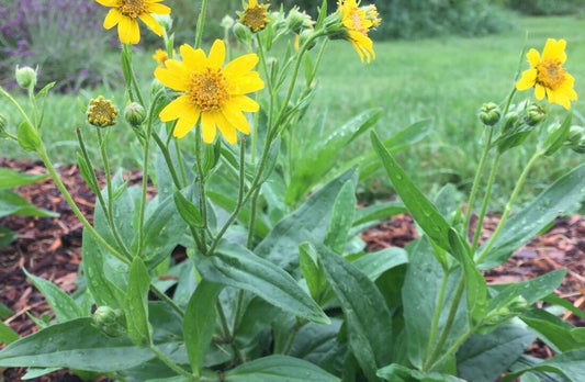 Benefits of Arnica for pain relief and skin + DIY recipe